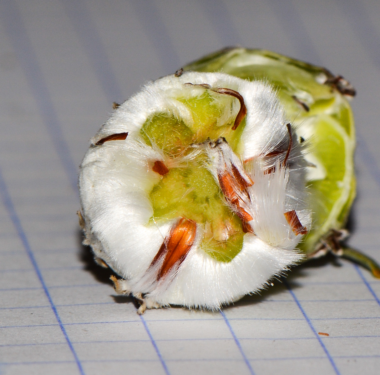 Image of Leucadendron galpinii specimen.