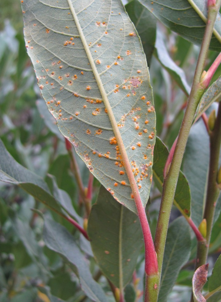 Изображение особи Salix pantosericea.