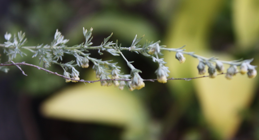 Image of Artemisia frigida specimen.