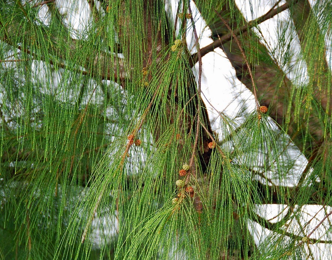Image of Casuarina cunninghamiana specimen.