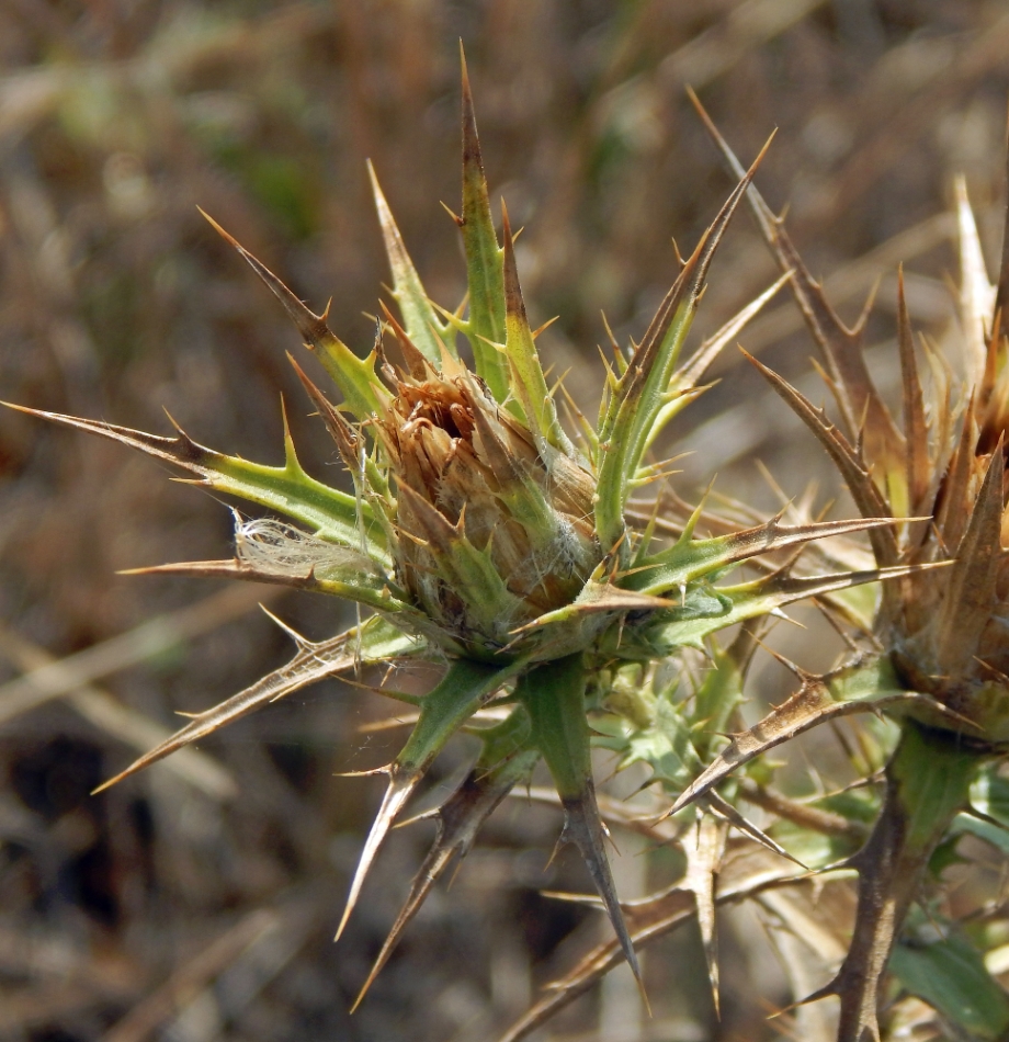 Image of Carthamus lanatus specimen.