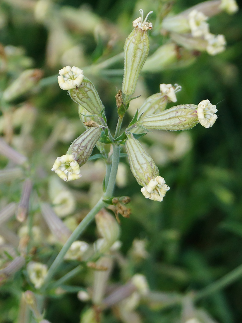 Изображение особи Silene amoena.