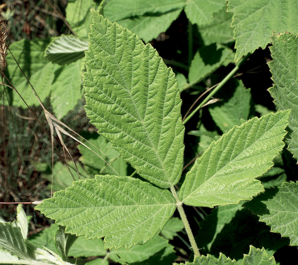 Image of Rubus canescens specimen.