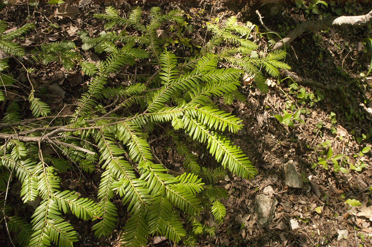 Image of Taxus baccata specimen.