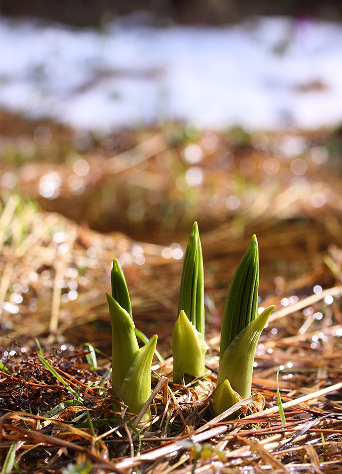 Image of Veratrum lobelianum specimen.