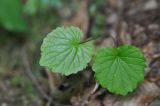 Pachyphragma macrophyllum. Листья. Республика Адыгея, долина руч. Руфабго. 28.04.2018.