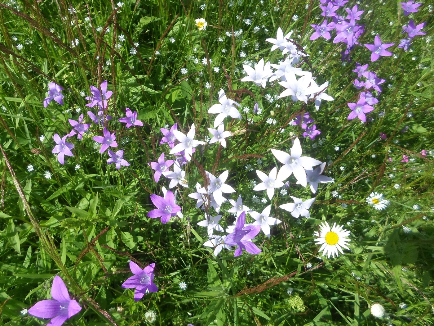 Image of Campanula patula specimen.