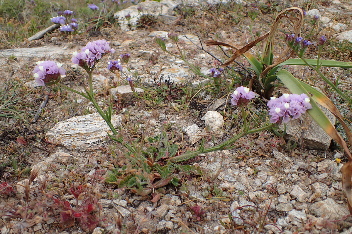 Image of Limonium sinuatum specimen.