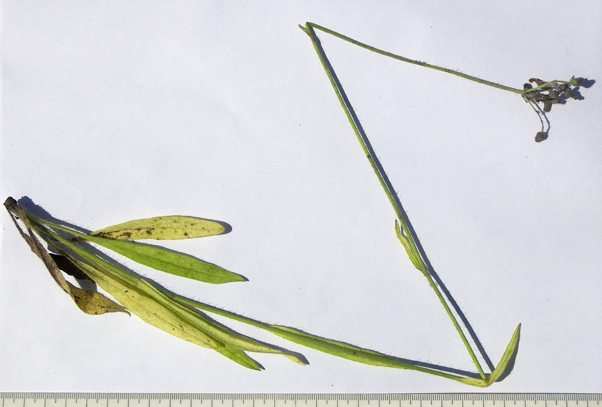 Image of Pilosella × auriculoides specimen.