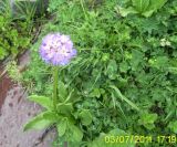 Primula algida