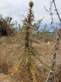 Echinops spinosissimus. Зацветающее растение. Греция, Эгейское море, о. Парос, окр. пос. Дриос, русло сезонно пересохшей реки. 31.05.2018.