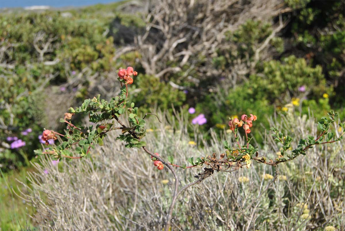 Image of Hermannia ternifolia specimen.