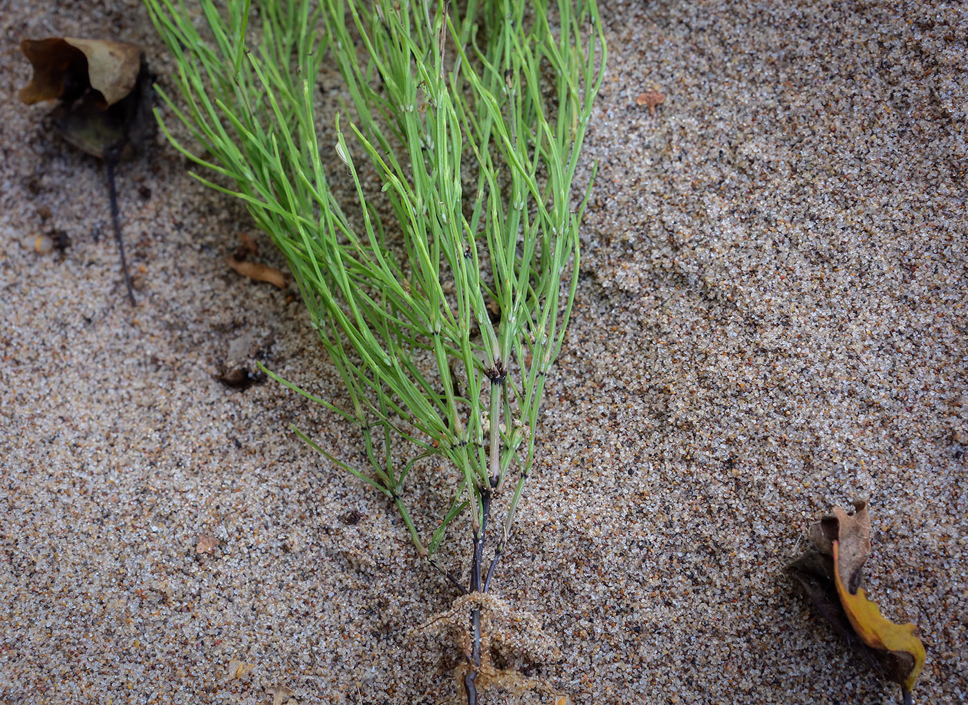 Image of Equisetum arvense specimen.