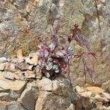 Arabis purpurea. Плодоносящее на скале растение. Республика Кипр, Троодос (Τρόοδος), 1550 м н.у.м. 30.04.2019.