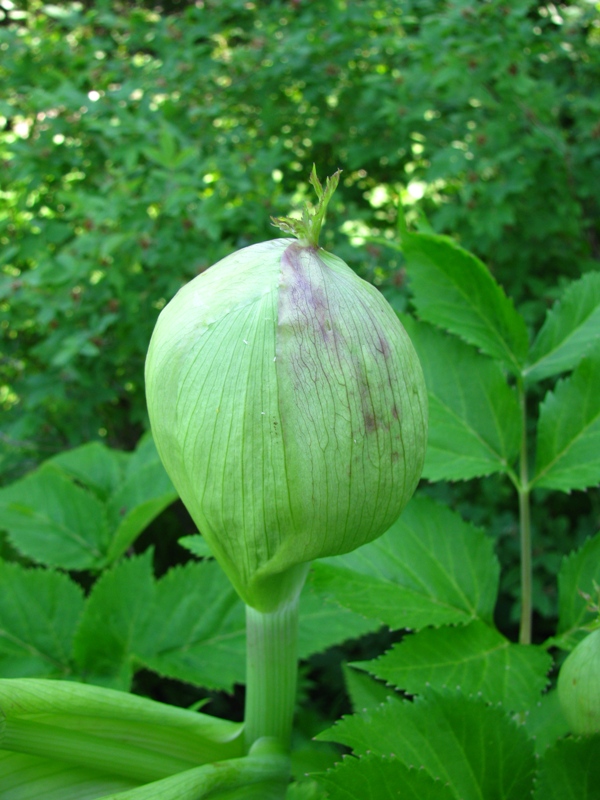 Изображение особи Archangelica officinalis.