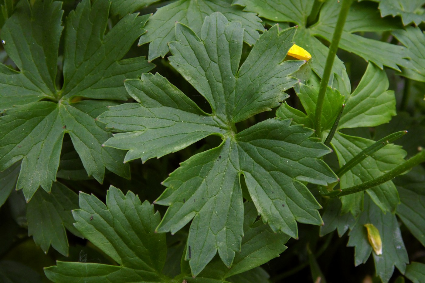 Image of Ranunculus oreophilus specimen.