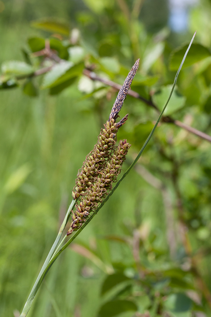 Image of Carex flacca specimen.