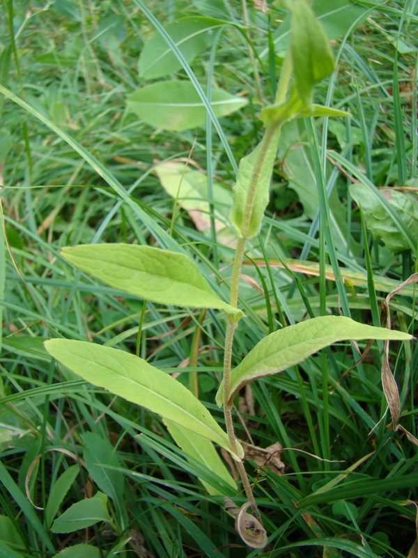 Изображение особи Inula britannica.