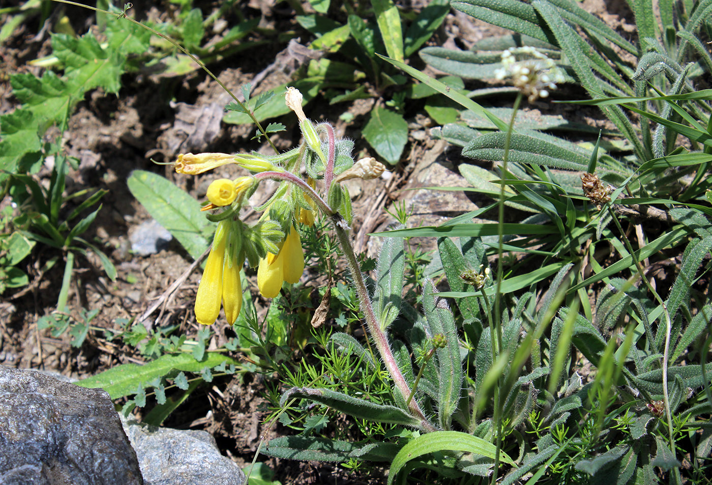 Image of Onosma caucasica specimen.