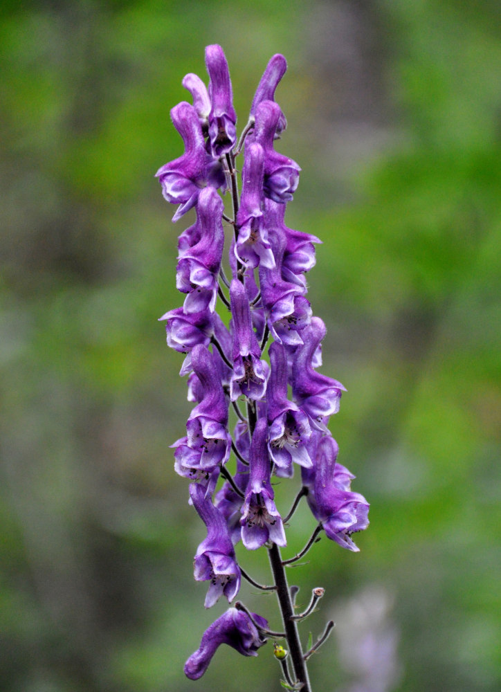 Изображение особи Aconitum septentrionale.