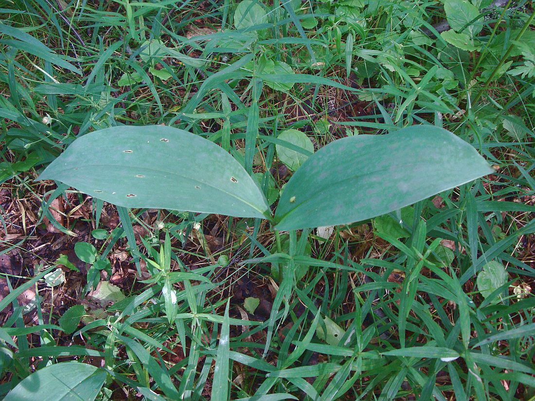 Image of Convallaria majalis specimen.