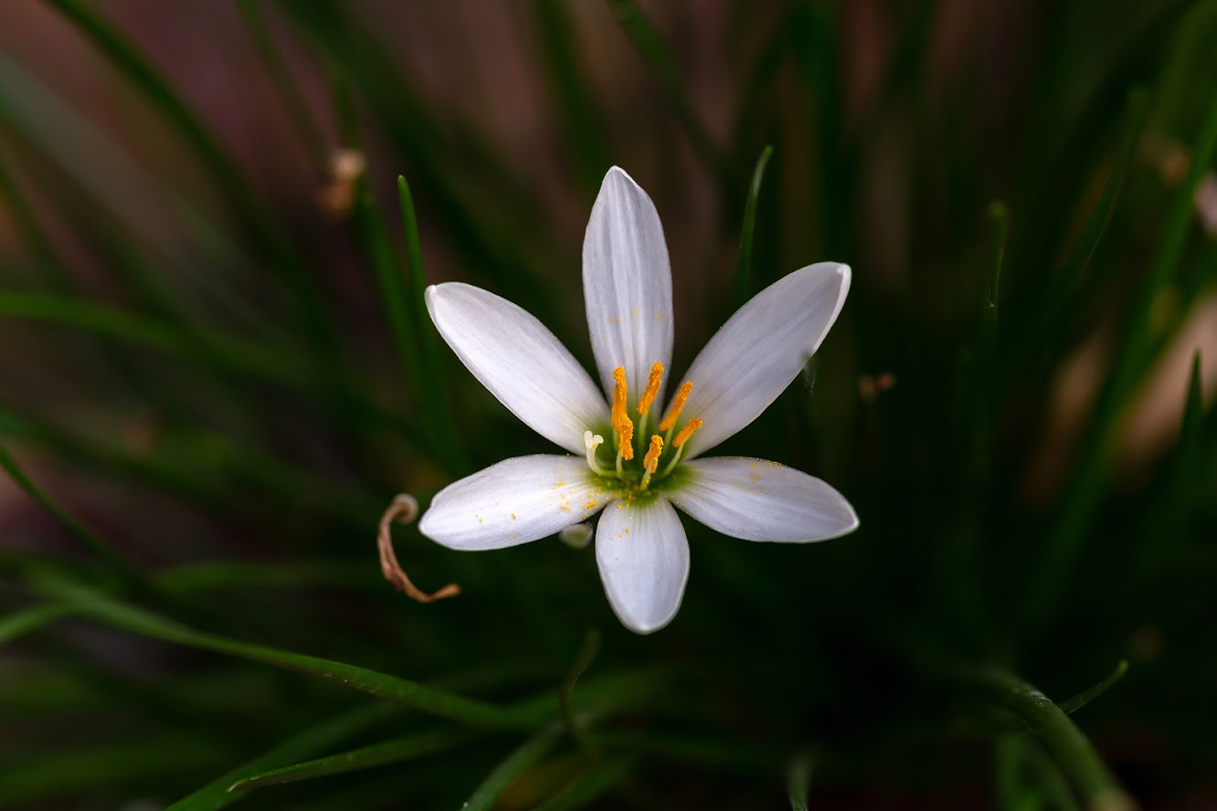 Image of Zephyranthes candida specimen.