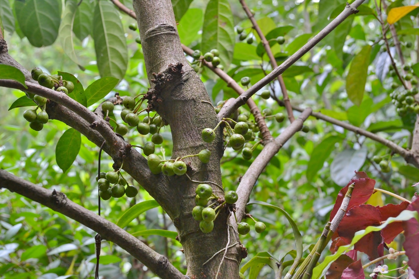 Image of genus Ficus specimen.