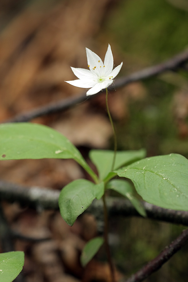 Изображение особи Trientalis europaea.