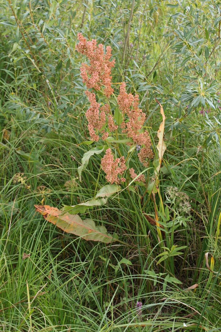 Image of Rumex hydrolapathum specimen.