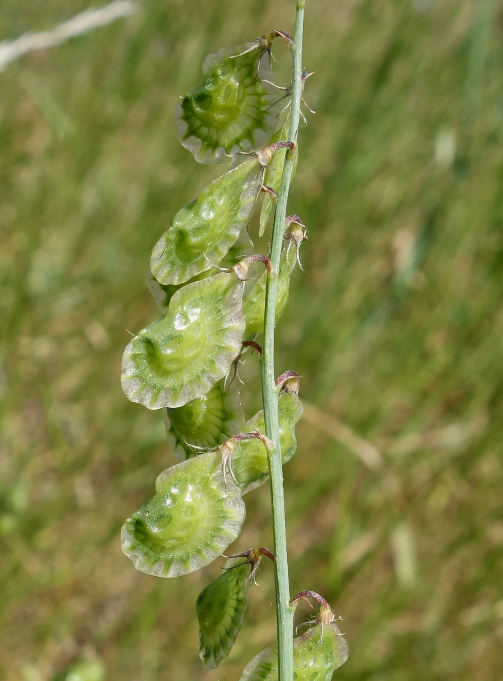 Image of Onobrychis pulchella specimen.