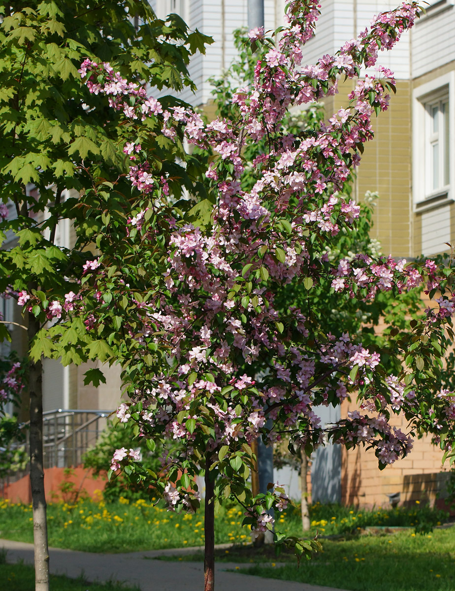 Image of Malus &times; purpurea specimen.