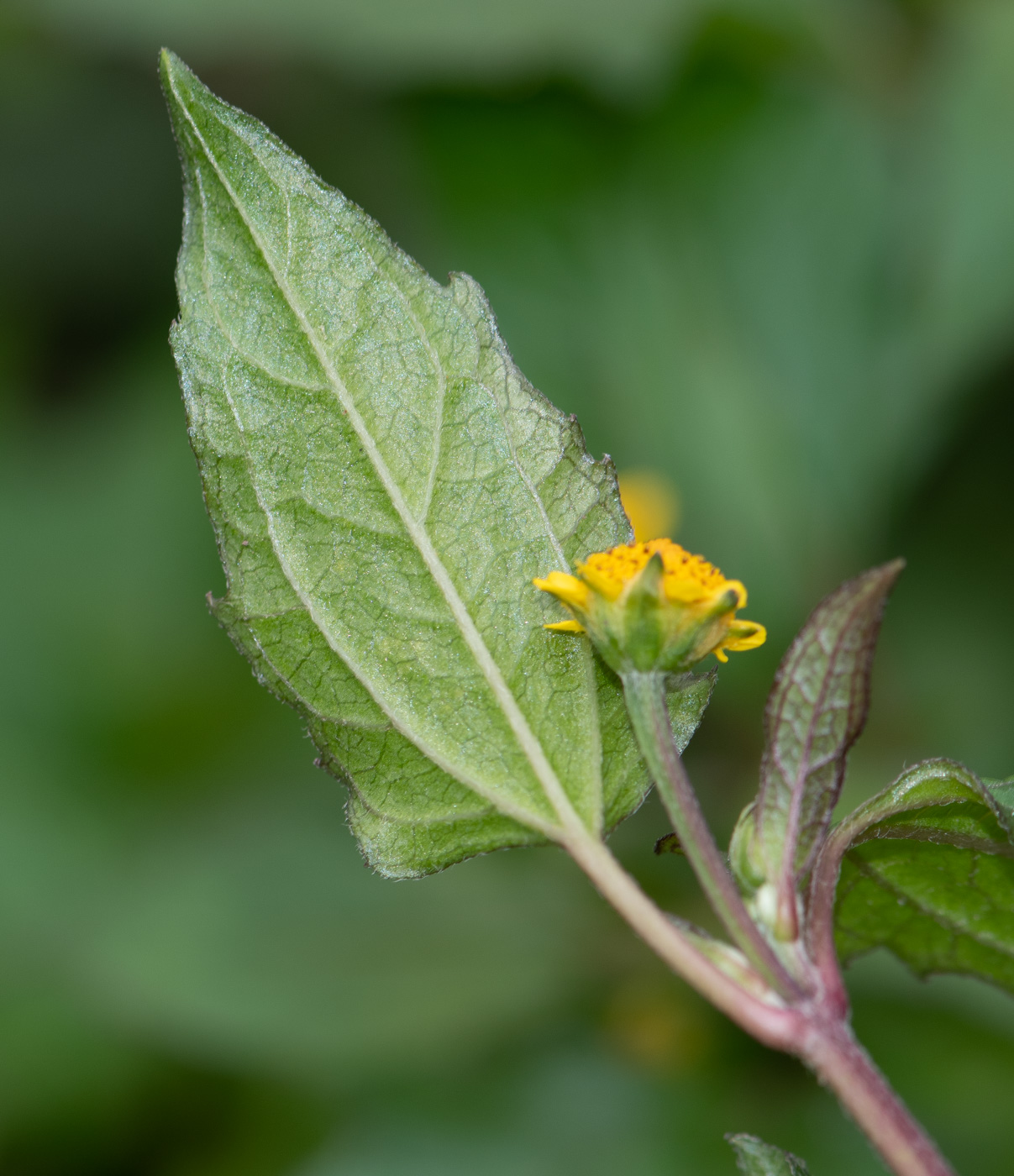 Изображение особи Acmella ciliata.