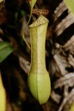 Nepenthes hirsuta