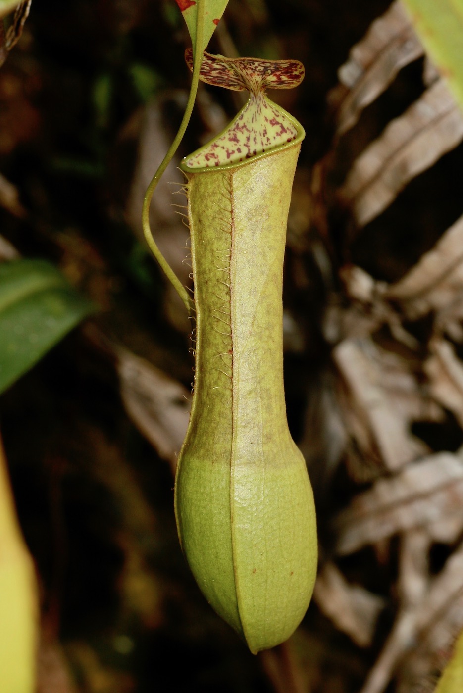 Изображение особи Nepenthes hirsuta.