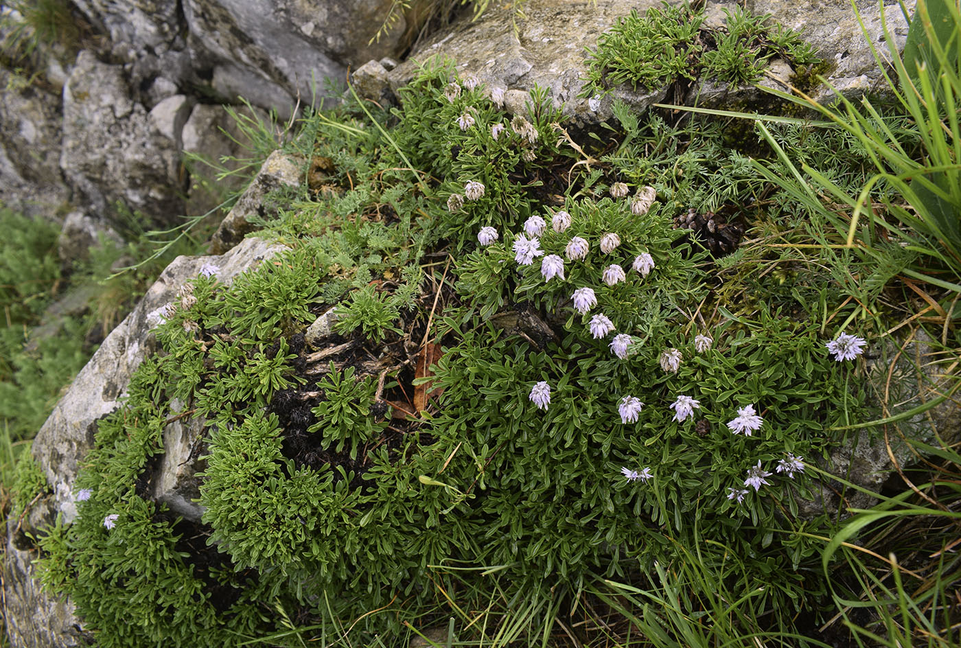 Изображение особи Globularia repens.