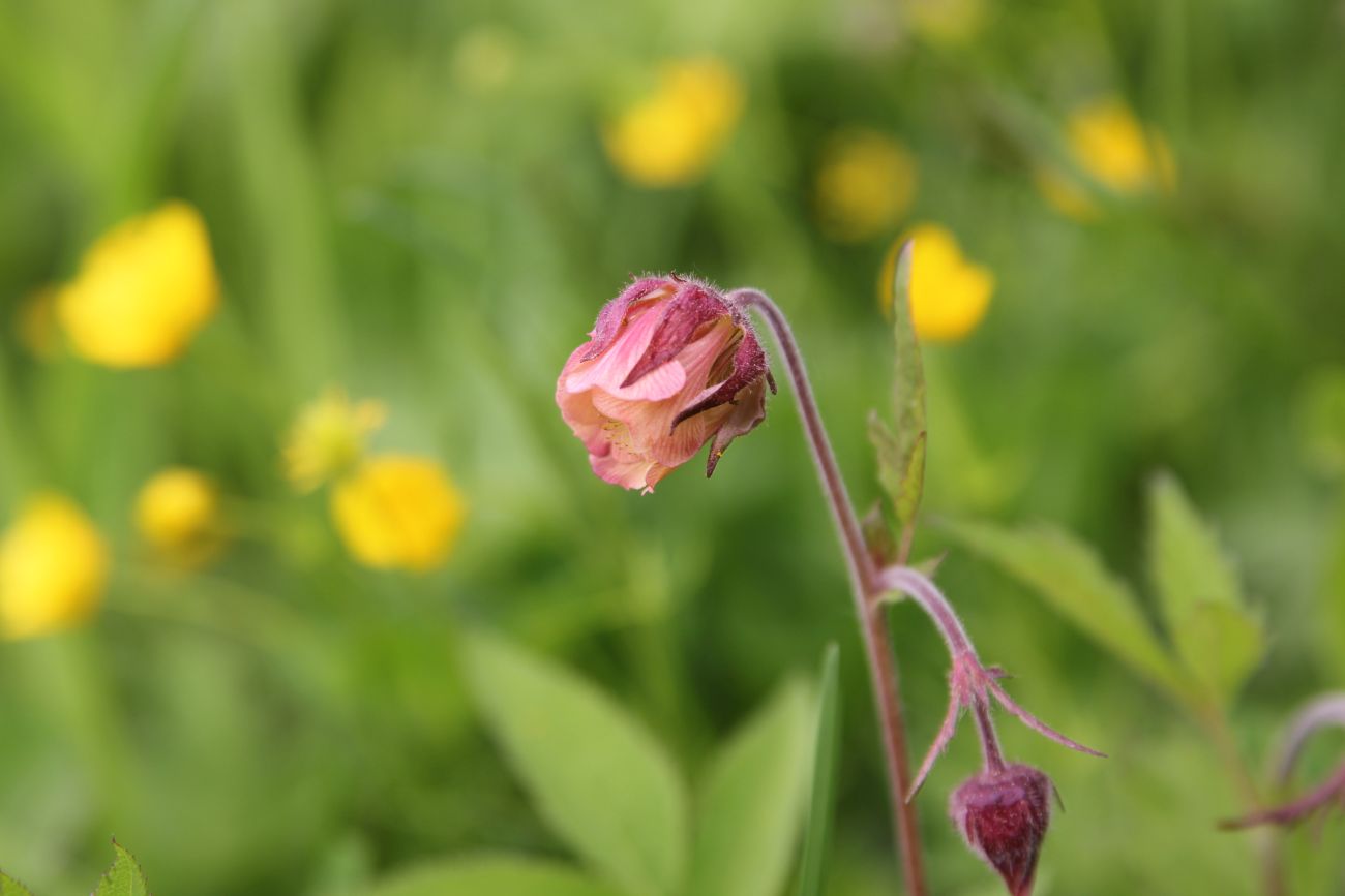 Изображение особи Geum rivale.