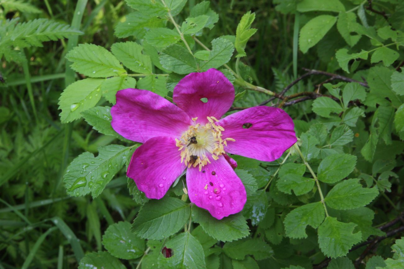 Image of genus Rosa specimen.