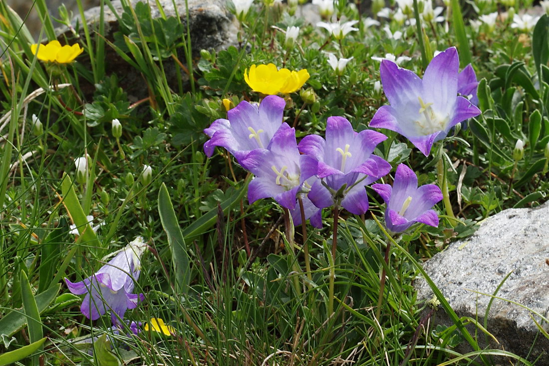 Изображение особи Campanula biebersteiniana.