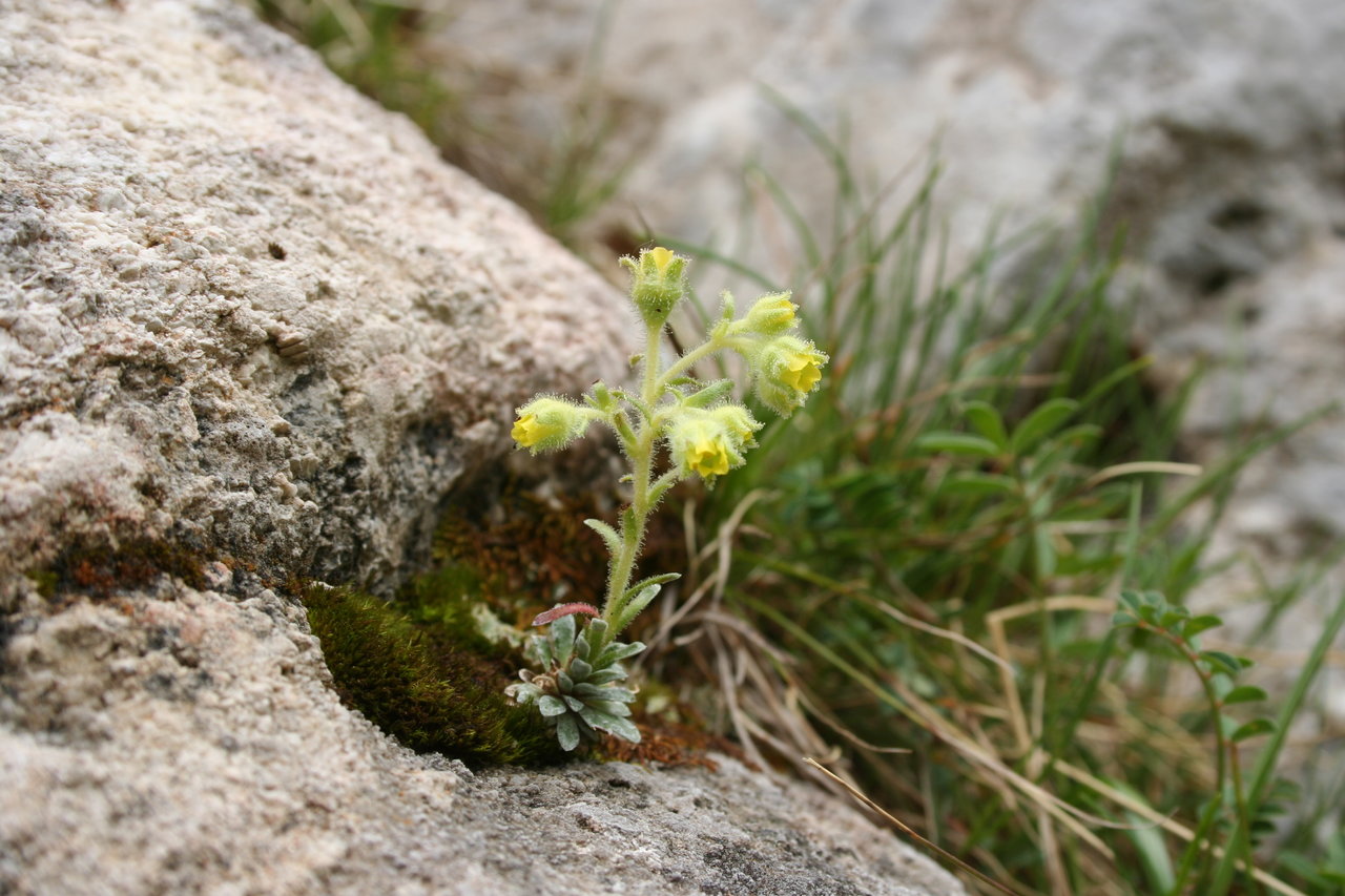 Image of Saxifraga luteoviridis specimen.