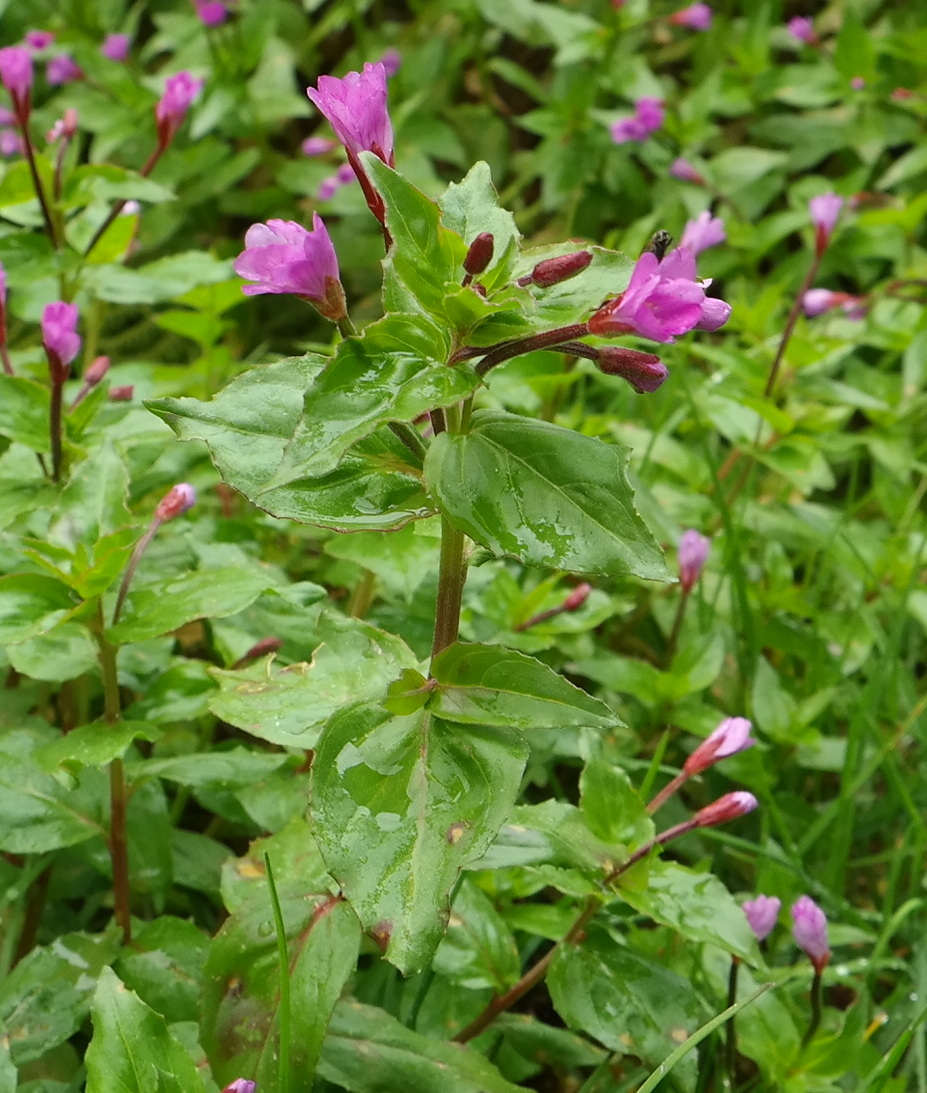 Изображение особи род Epilobium.