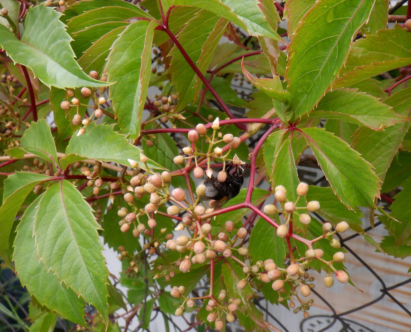 Image of Parthenocissus inserta specimen.