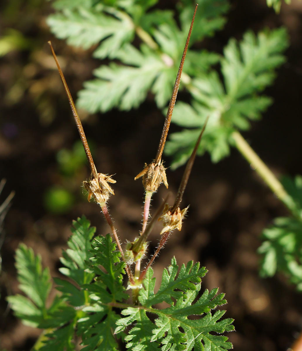 Image of Erodium cicutarium specimen.