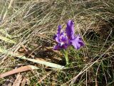 Iris pumila