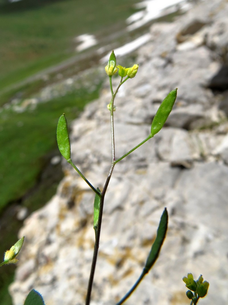 Изображение особи Draba melanopus.