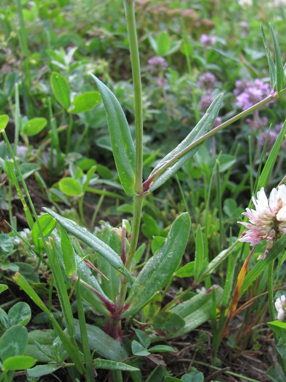 Image of Gypsophila elegans specimen.