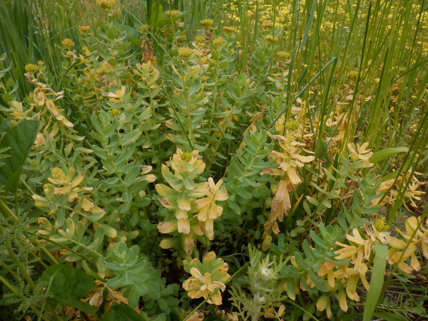 Image of Rhodiola rosea specimen.