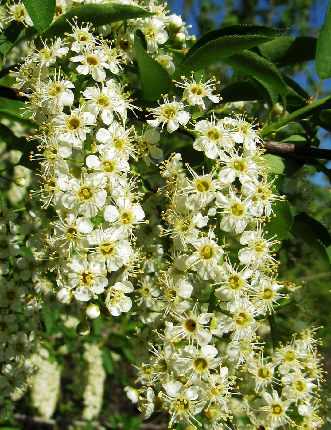 Image of Padus virginiana specimen.