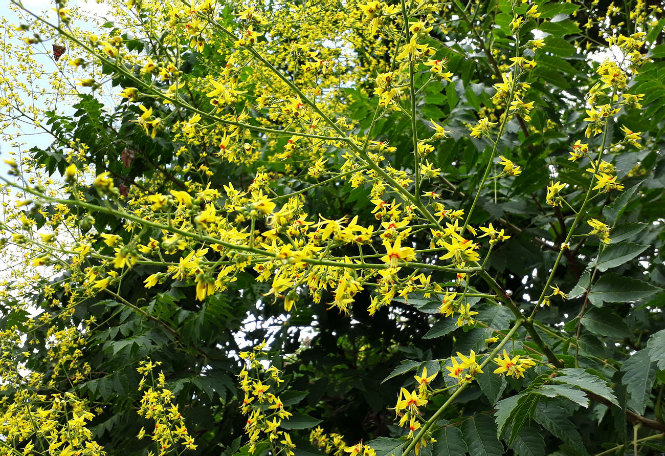 Изображение особи Koelreuteria paniculata.