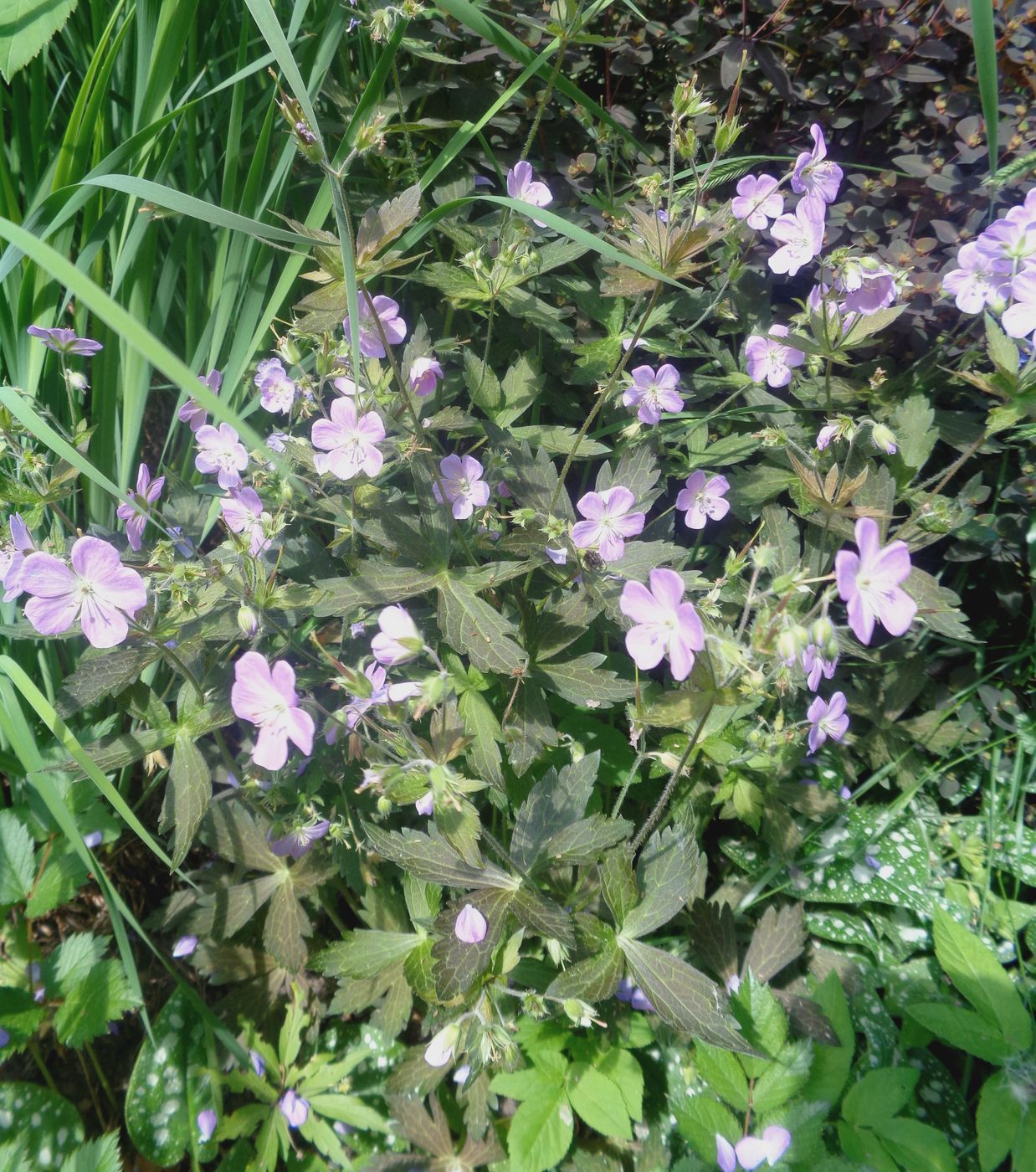 Image of genus Geranium specimen.