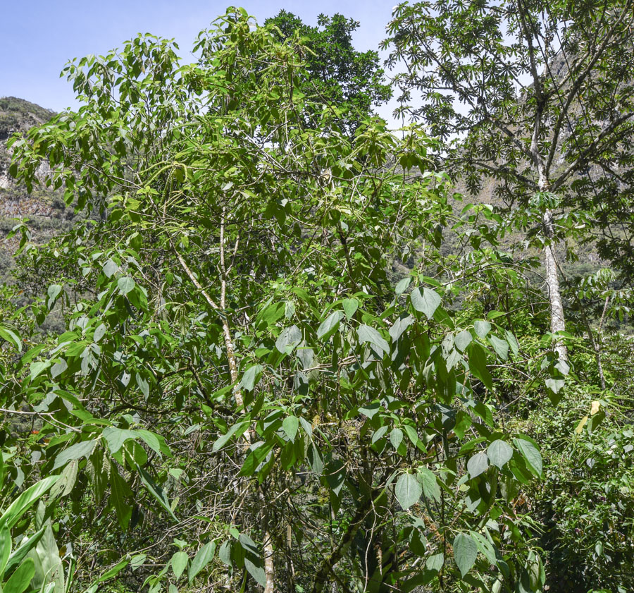 Изображение особи Acalypha peruviana.